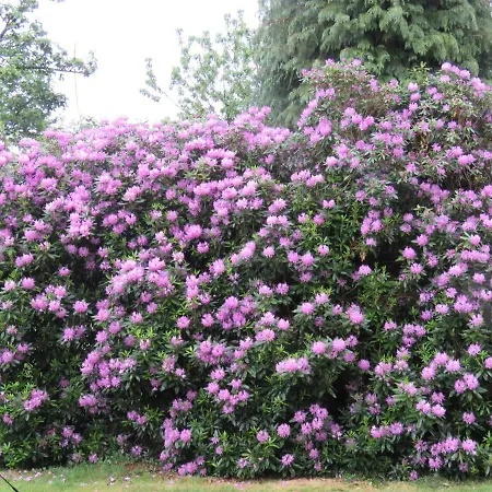 Panzió La Datiniere