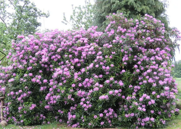 Bed & Breakfast La Datiniere