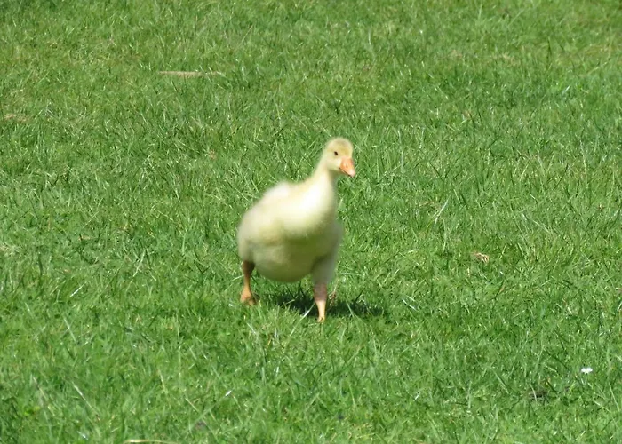 Bed & Breakfast La Datiniere